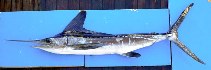 Image of Kajikia albida (Atlantic white marlin)