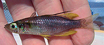 Image of Telmatherina antoniae (sailfin silversides)