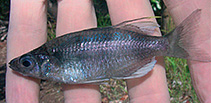 Image of Telmatherina antoniae (sailfin silversides)