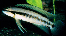 Image of Telmatochromis brichardi 