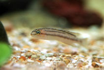 Image of Telmatochromis bifrenatus 