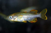 Image of Telmatherina bonti 