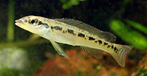 Image of Teleocichla centrarchus 