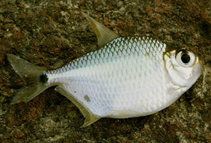 Image of Tetragonopterus chalceus 