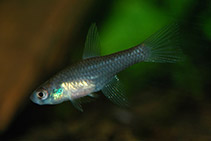 Image of Terranatos dolichopterus (Saberfin killie)