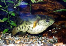 Image of Dichotomyctere fluviatilis (Green pufferfish)