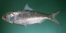 Image of Tenualosa ilisha (Hilsa shad)