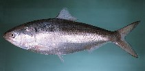 Image of Tenualosa ilisha (Hilsa shad)