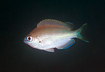 Image of Teixeirichthys jordani (Jordan\