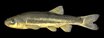 Image of Telestes metohiensis 