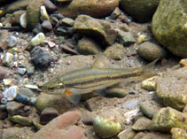 Image of Telestes pleurobipunctatus 