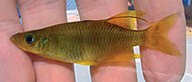 Image of Telmatherina sarasinorum 