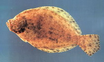 Image of Tephrinectes sinensis 