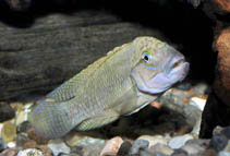 Image of Telmatochromis temporalis 