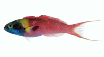 Image of Thalassoma amblycephalum (Bluntheaded wrasse)