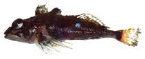 Image of Thyriscus anoplus 