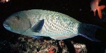 Image of Thalassoma ballieui (Blacktail wrasse)