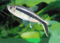 Image of Thayeria boehlkei (Blackline penguinfish)