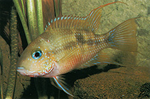 Image of Thorichthys callolepis (San Domingo cichlid)