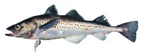 Image of Gadus chalcogrammus (Alaska pollock)