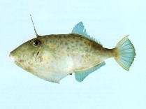 Image of Thamnaconus hypargyreus (Lesser-spotted leatherjacket)