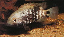 Image of Chuco intermedium (Northern checkmark cichlid)