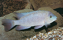 Image of Rheoheros lentiginosus (Freckled cichlid)