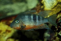 Image of Thorichthys meeki (Firemouth cichlid)