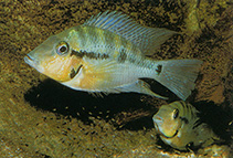 Image of Thorichthys pasionis (Blackgullet cichlid)