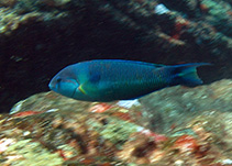 Image of Thalassoma sanctaehelenae (St. Helena wrasse)