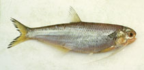 Image of Thryssa setirostris (Longjaw thryssa)