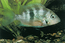 Image of Thorichthys socolofi (Chiapas cichlid)