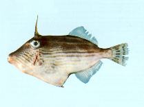 Image of Thamnaconus striatus (Many-lined leatherjacket)