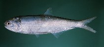 Image of Thrissina vitrirostris (Orangemouth anchovy)