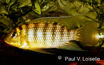 Image of Tilapia brevimanus 