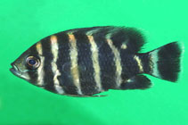 Image of Heterotilapia buettikoferi (Zebra tilapia)