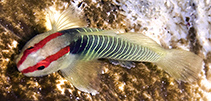 Image of Tigrigobius harveyi (Cayman greenbanded goby)