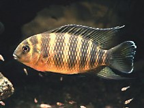 Image of Coelotilapia joka 