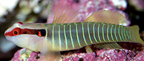 Image of Tigrigobius multifasciatus (Greenbanded goby)