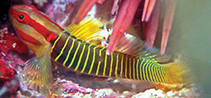 Image of Tigrigobius rubrigenis (Redcheek goby)