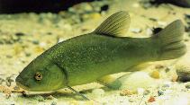 Image of Tinca tinca (Tench)