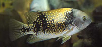 Image of Tomocichla asfraci 