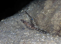 Image of Tomiyamichthys dorsostigma 