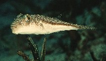 Image of Torquigener flavimaculosus (Yellowspotted puffer)