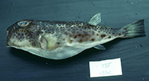 Image of Torquigener gloerfelti 