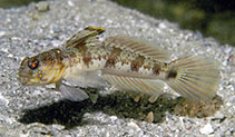 Image of Tomiyamichthys gomezi (Gomez\