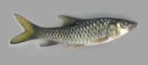 Image of Tor khudree (Deccan mahseer)