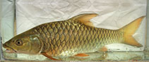 Image of Tor khudree (Deccan mahseer)