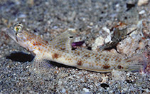 Image of Tomiyamichthys oni (Monster shrimpgoby)