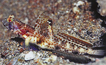 Image of Tomiyamichthys oni (Monster shrimpgoby)